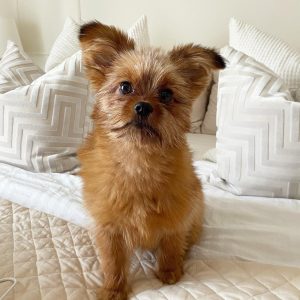 Paws and Play: Chronicles of a Dog Mom’s Life